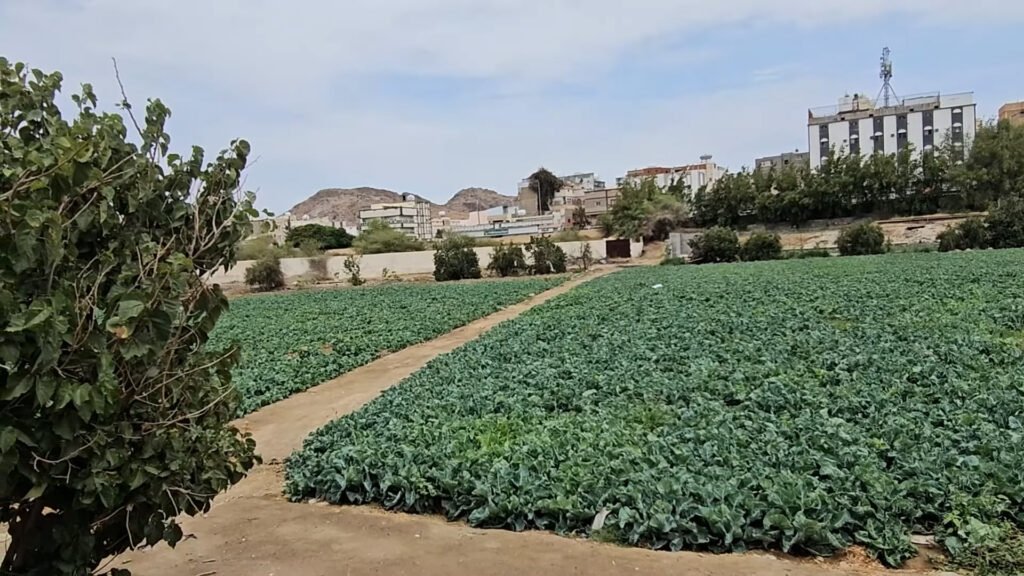 Taif-Ziyarats-Grape-Garden-Beautiful